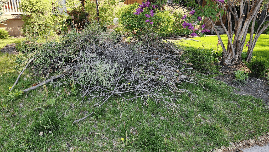 Yard Waste & Branch Removal